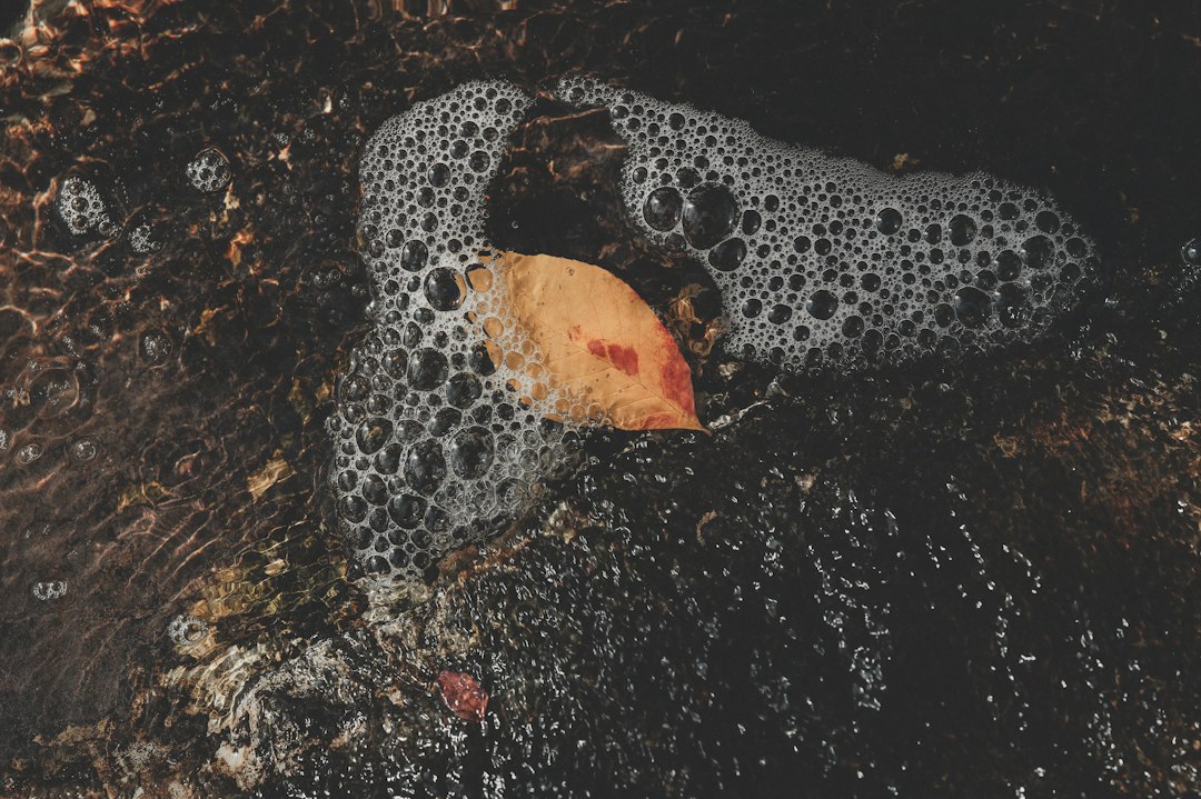 A single leaf floats in bubbly water